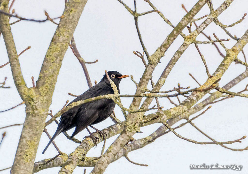 Amsel