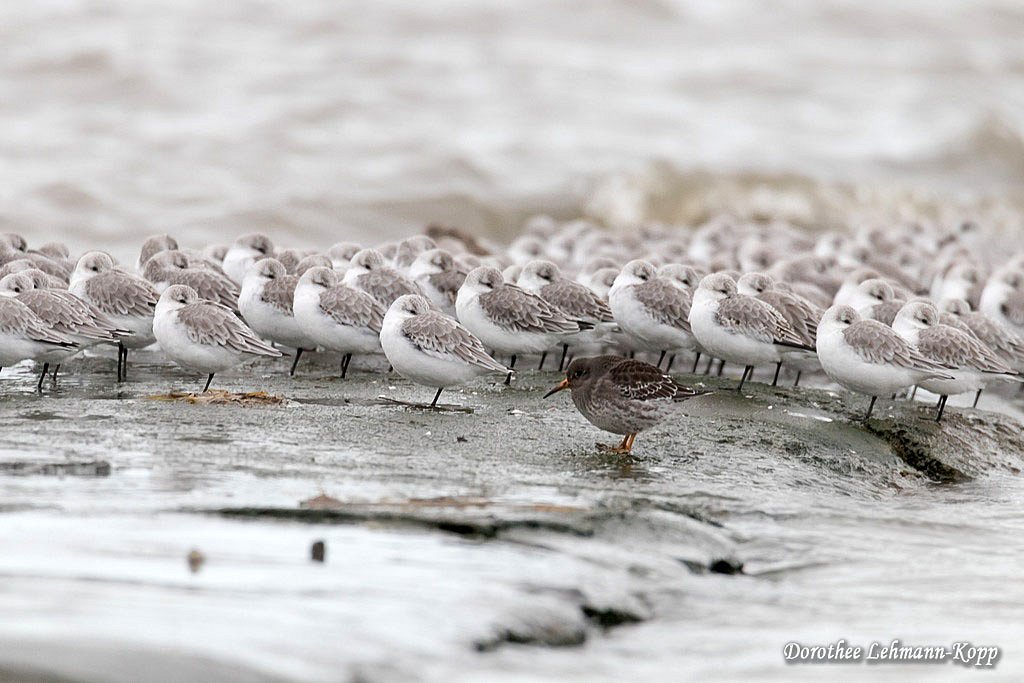 Sanderlinge mit Meerstrandlaeufer (in Front)