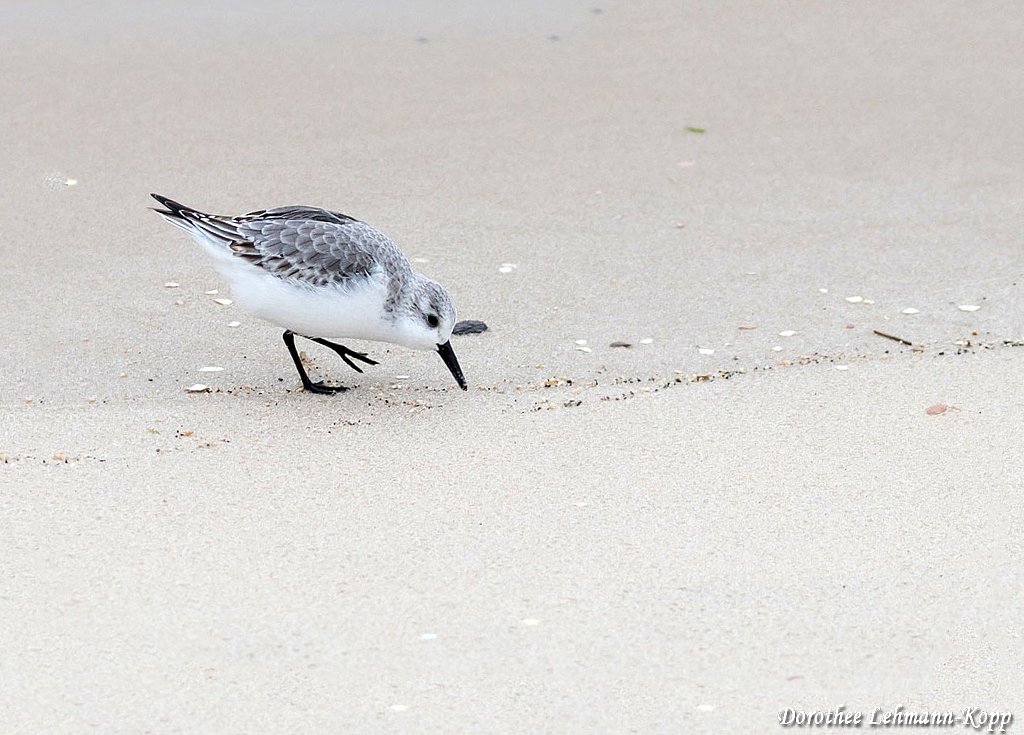 Sanderling
