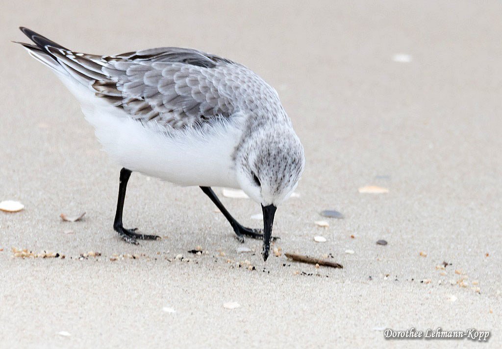 Sanderling
