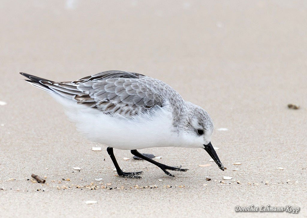 Sanderling