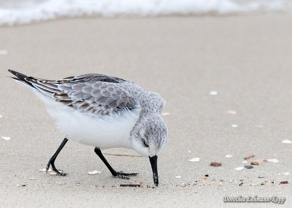 Sanderling