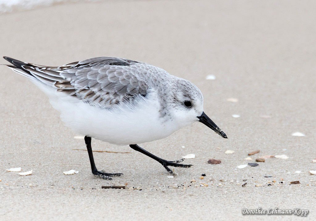 Sanderling