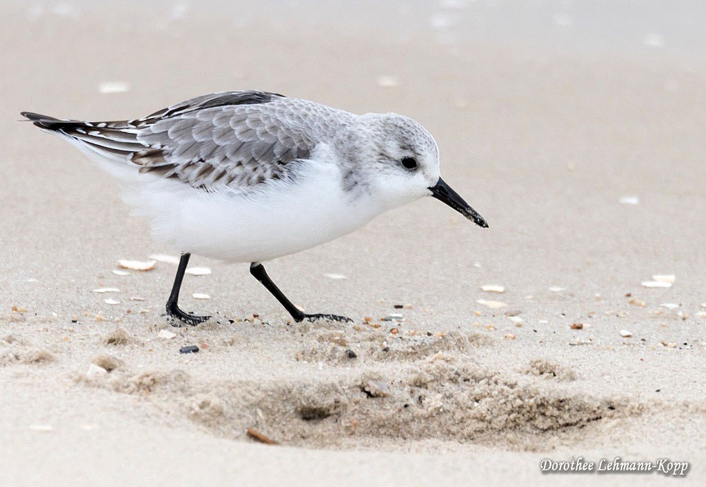 Sanderling