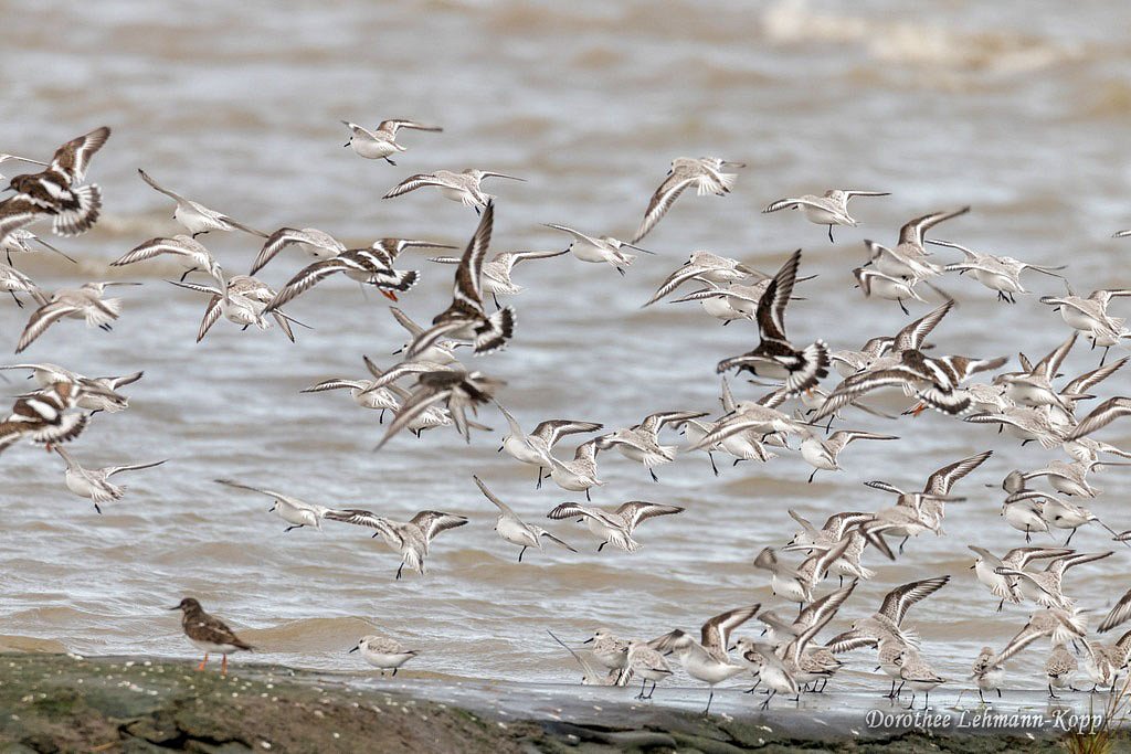 Sanderling und Steinwaelzer