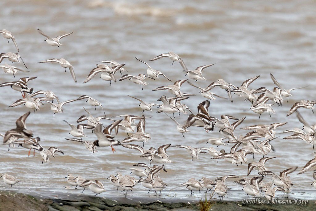 Sanderling und Steinwaelzer