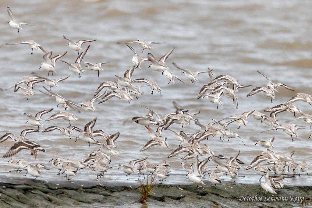 Sanderling und Steinwaelzer