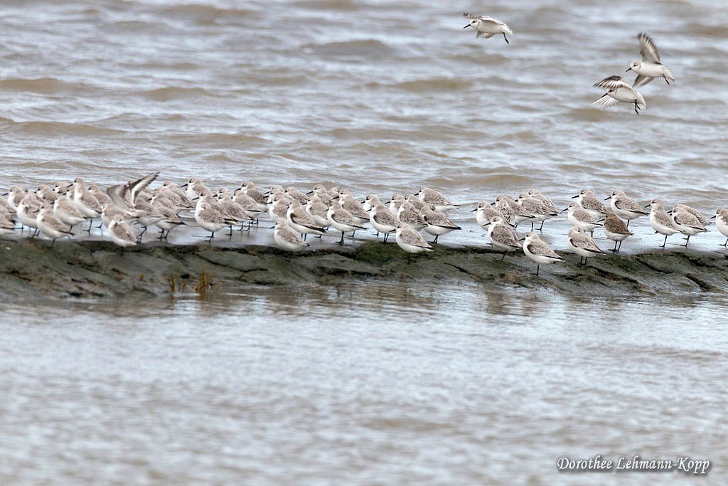 Sanderling und Steinwaelzer