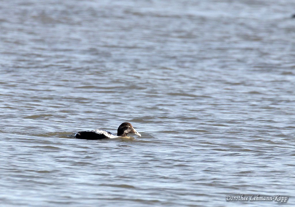 Juveniler Eiderentenerpel, Belegbild