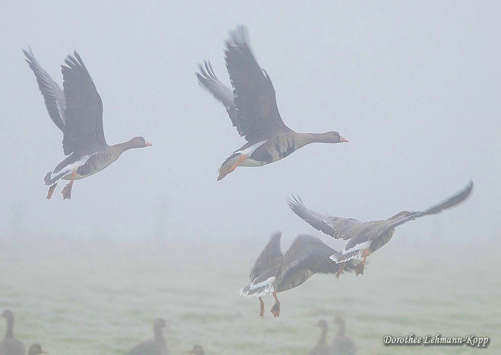 Blaessgaense im Nebel