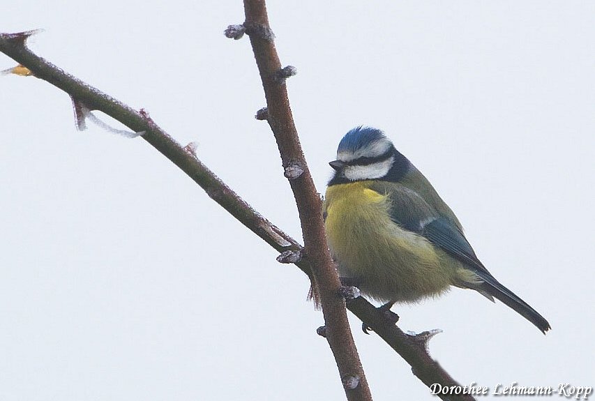 Blaumeise
