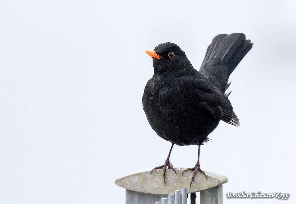 Amsel m