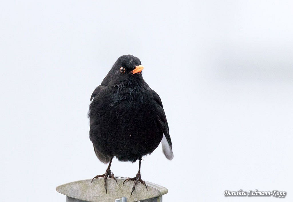 Amsel m