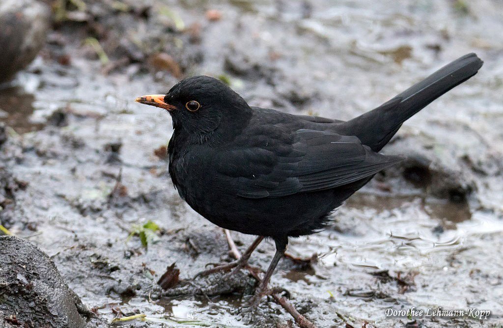 Amsel m