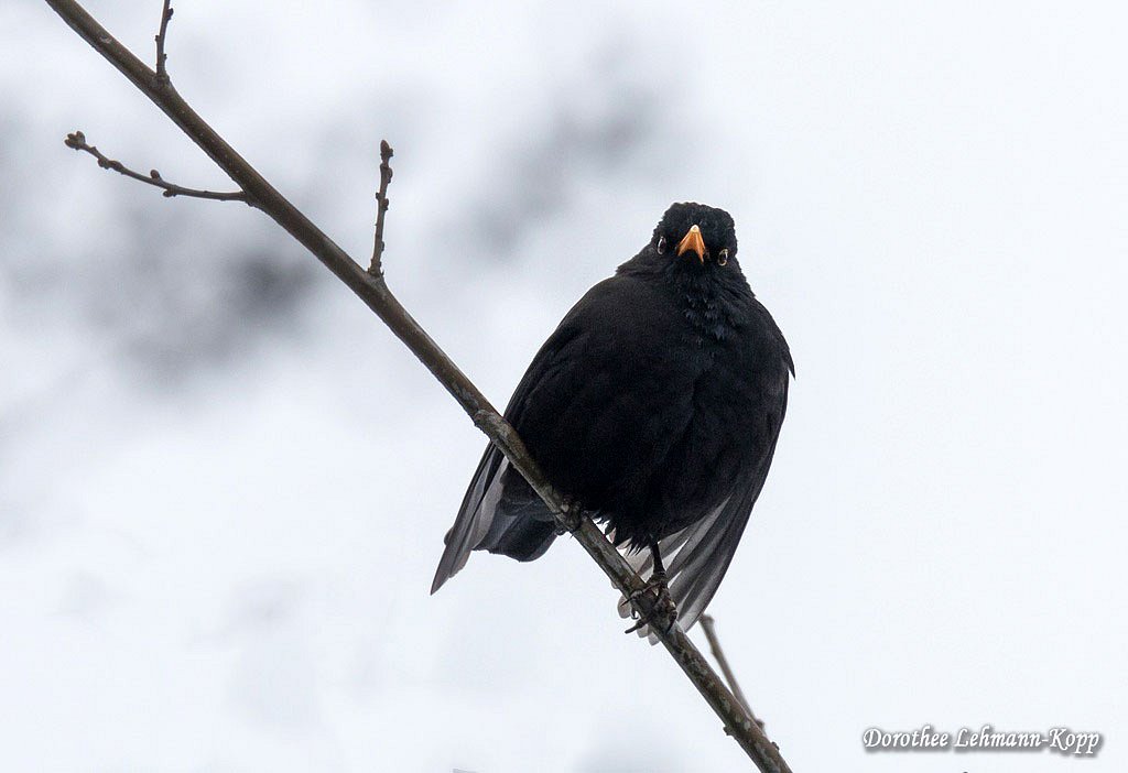 Amsel m 