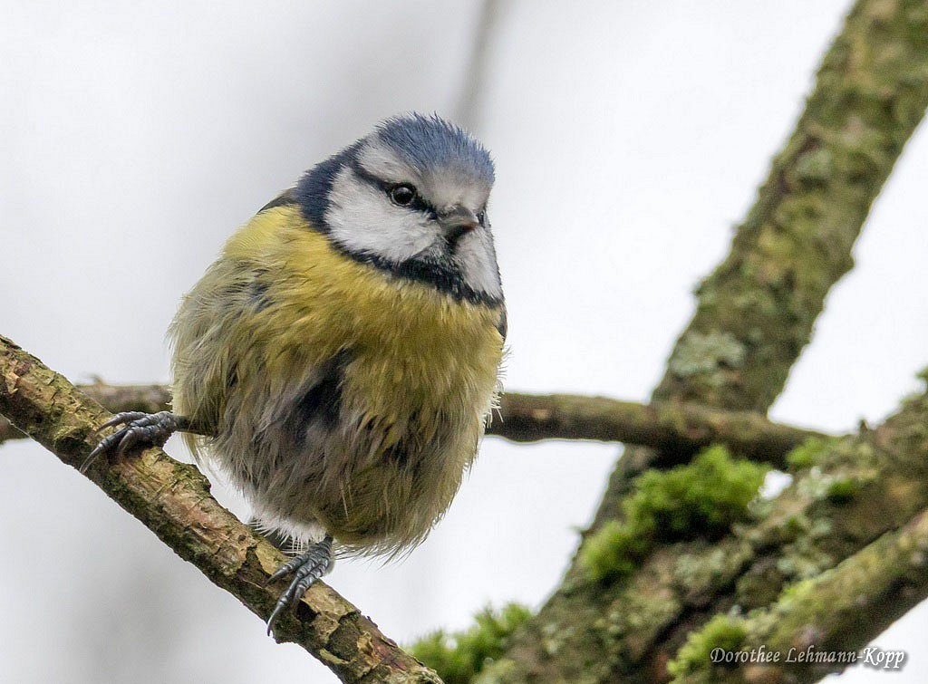 Blaumeise