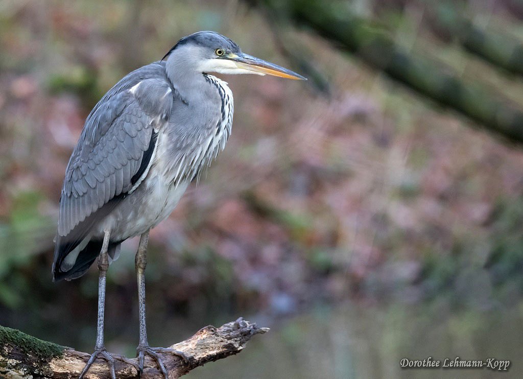 Graureiher adult