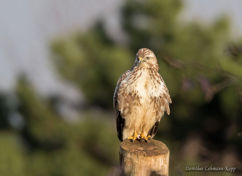 Bussard