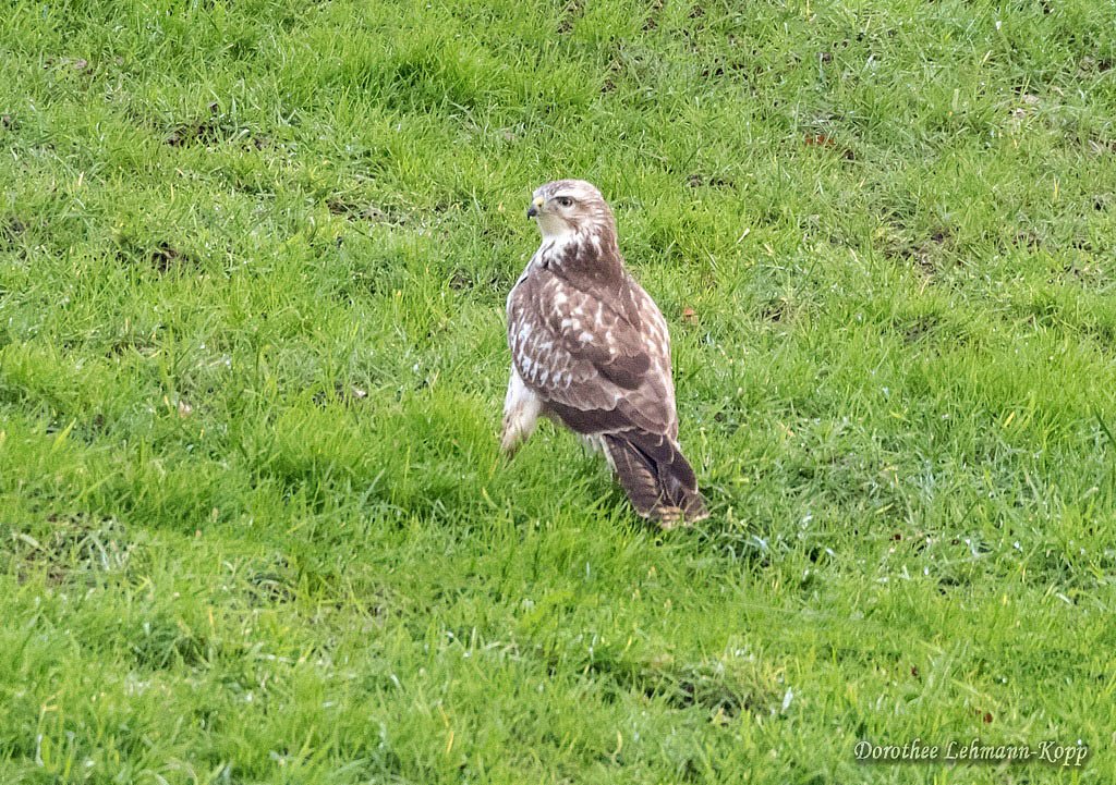 Bussard
