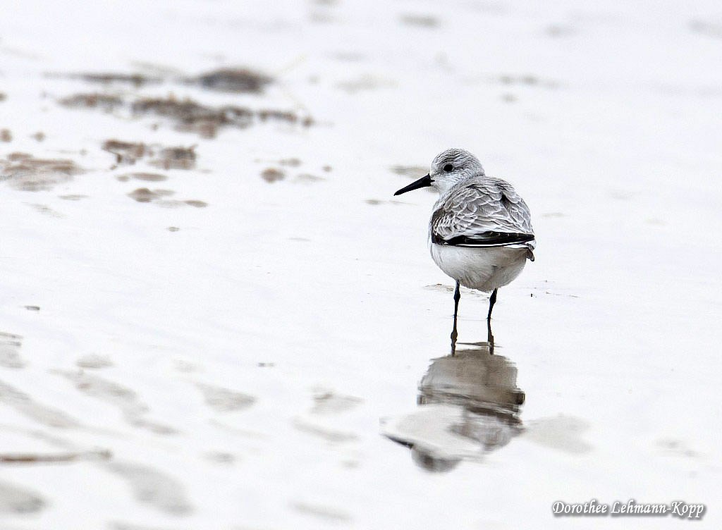 Sanderling