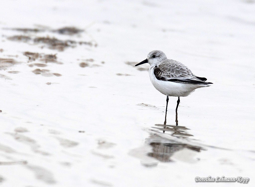 Sanderling
