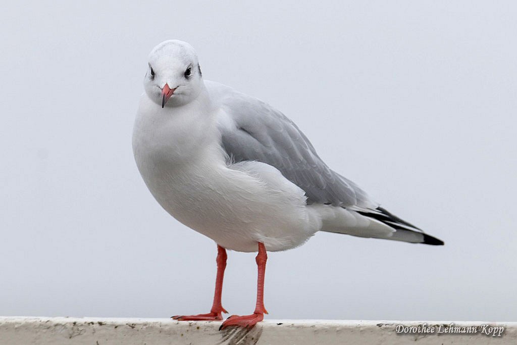 Lachmoewe