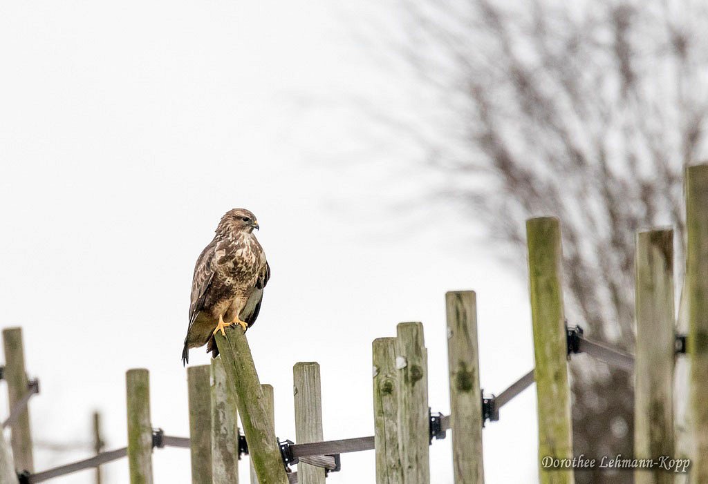 Bussard
