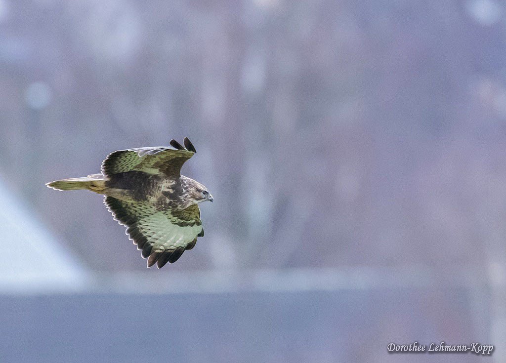 Bussard
