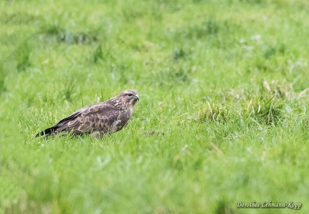 Bussard