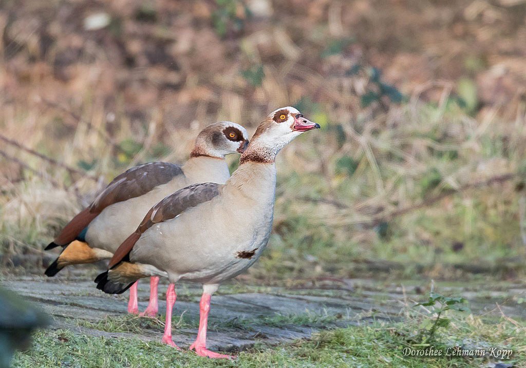 Nilgänse