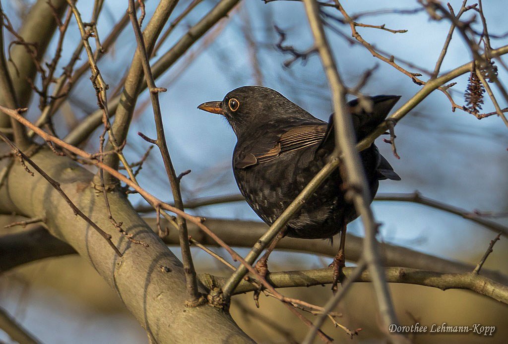 Amsel
