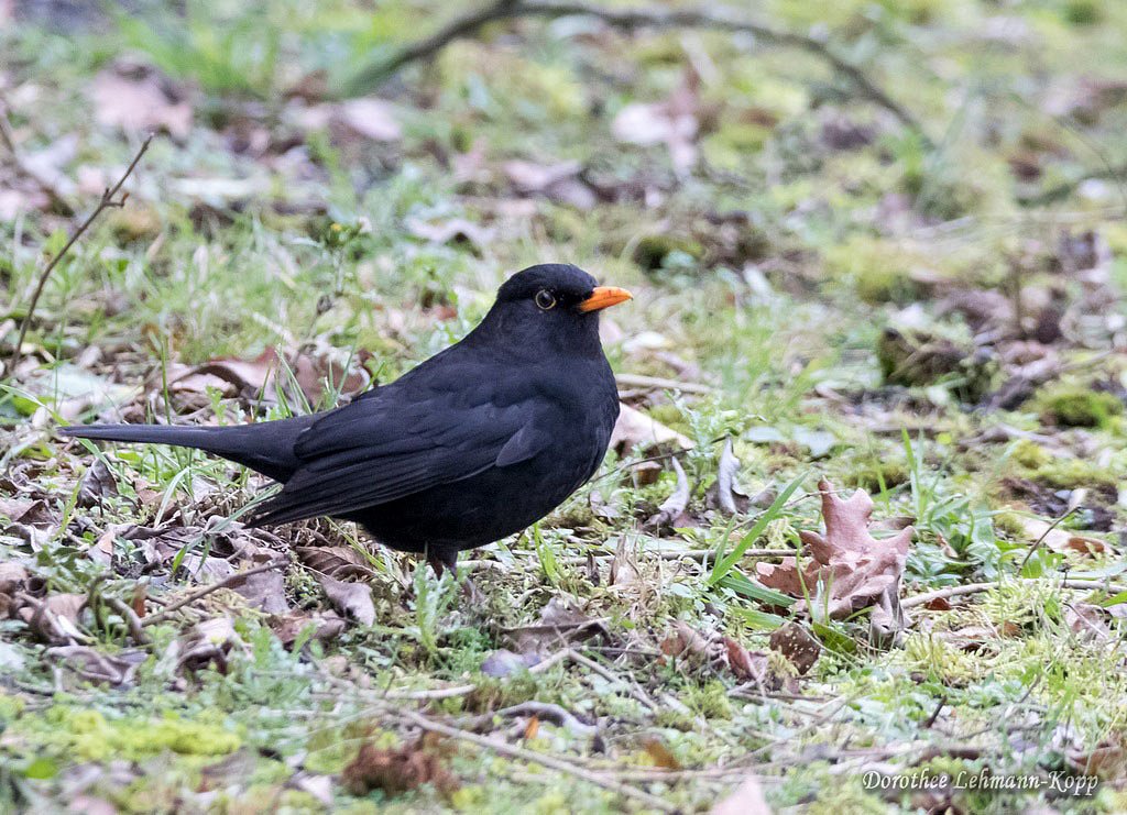 Amsel m