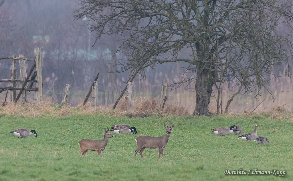 Rehe und Kanadagaense