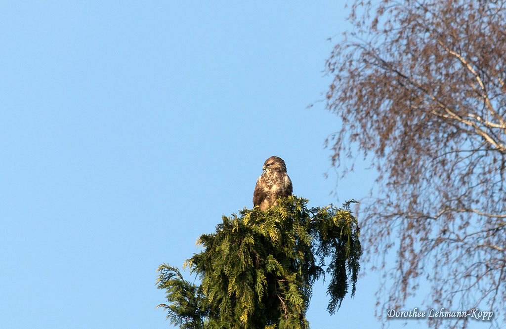 Bussard