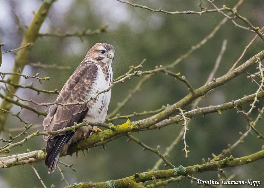 Bussard