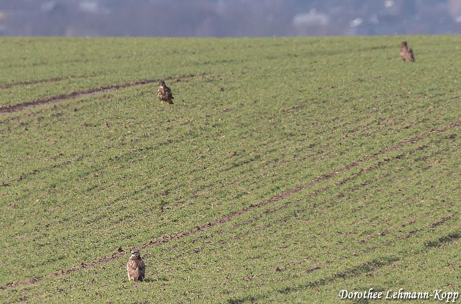 Bussard
