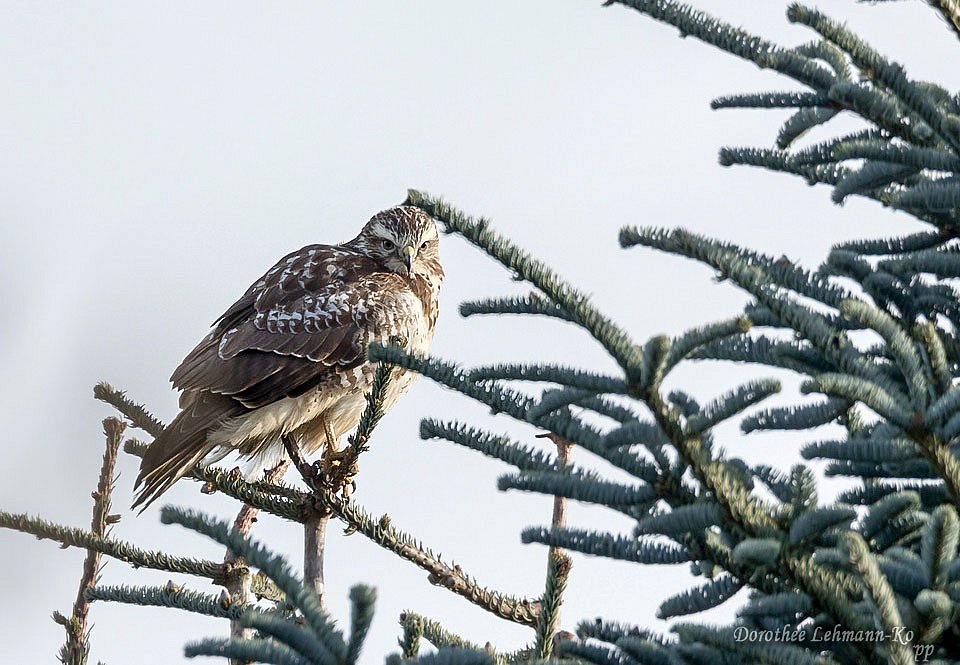 Bussard