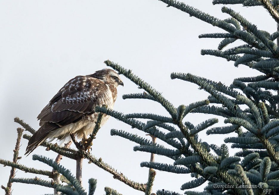 Bussard