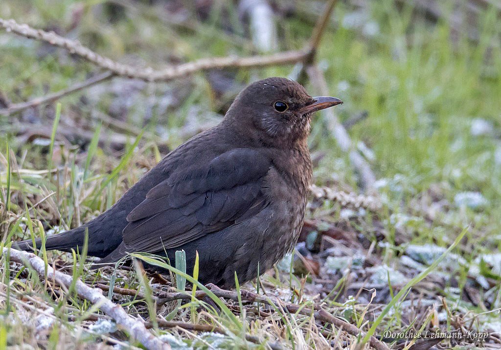 Amsel