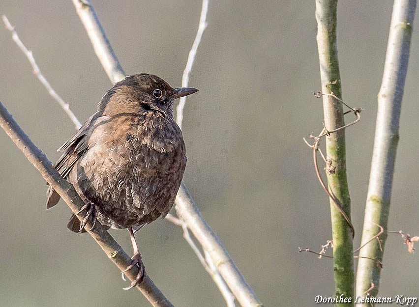 Amsel