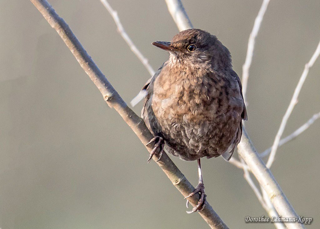 Amsel