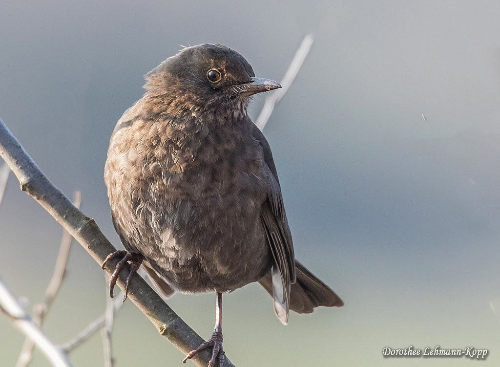 Amsel