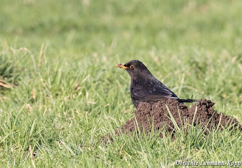Amsel m