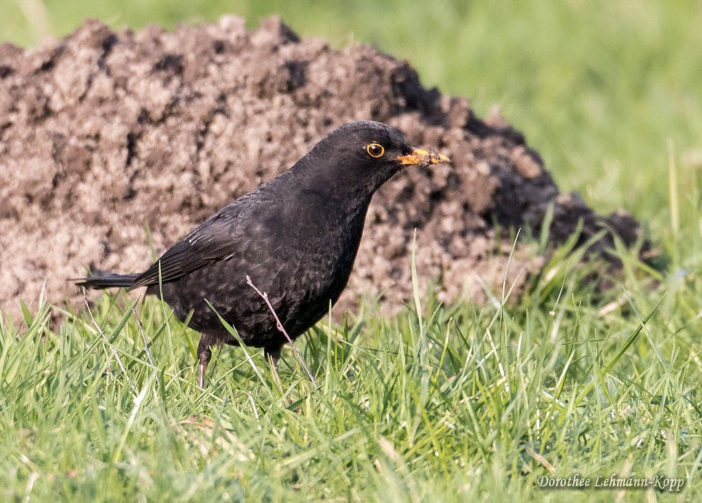 Amsel m
