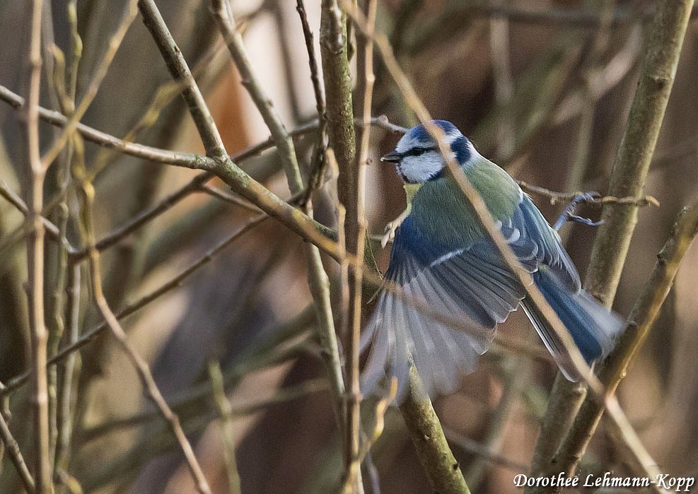 Blaumeise