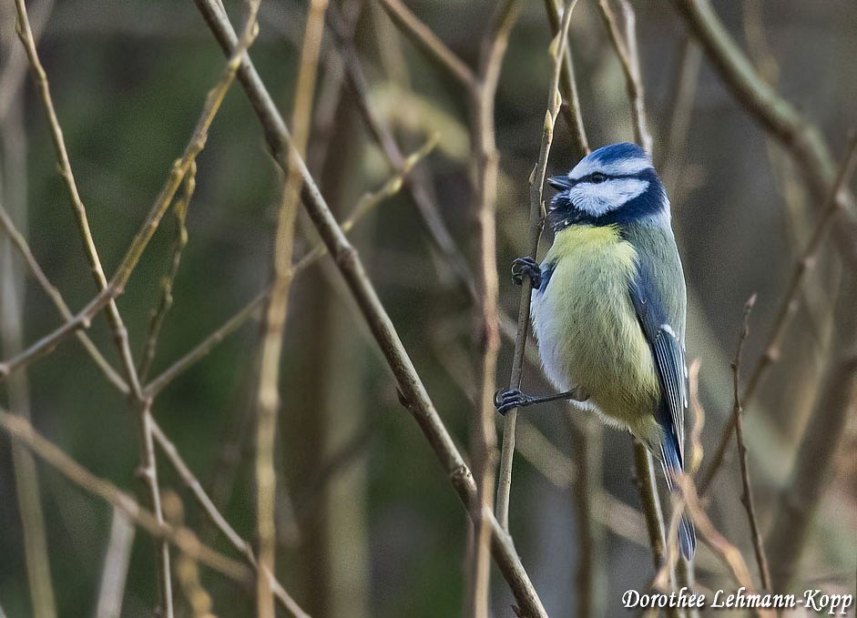 Blaumeise