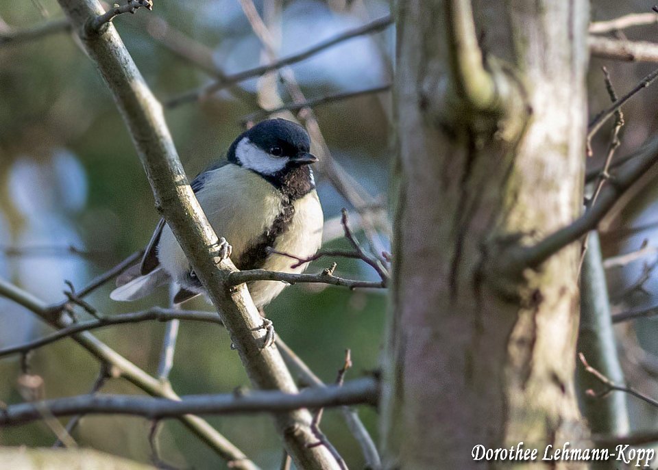 Scherrers / Kocks Loch, -MH