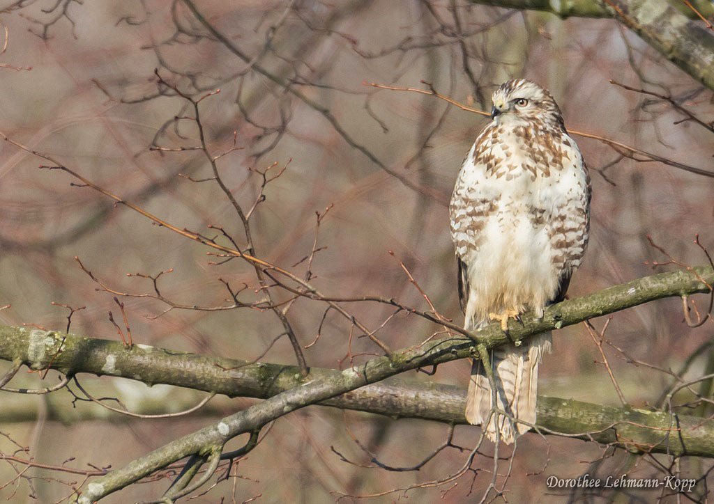 Bussard