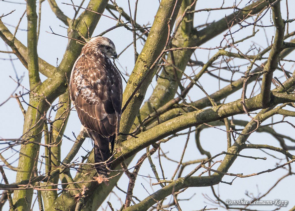 Bussard