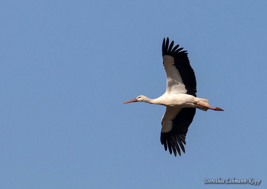 Weissstorch